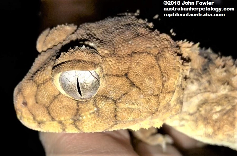 This Eastern Spiny Knob-Tailed Gecko (Nephrurus asper) belongs to Animals Anonymous 